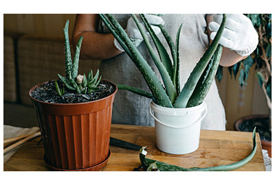 Uprawa aloesu w domu: sekrety pielęgnacji krok po kroku