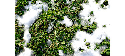 Jak zadbać o trawnik po zimie?