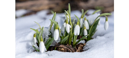 Jakie kwiaty kwitną zimą w ogrodzie?