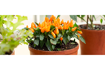 Warzywa na parapecie 