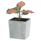 Roślina doniczkowa o różowo-zielonych liściach w kwadratowej, szarej donicy.