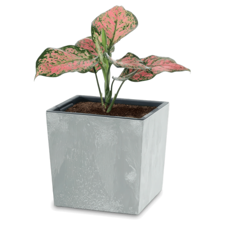 Roślina doniczkowa o różowo-zielonych liściach w kwadratowej, szarej donicy.
