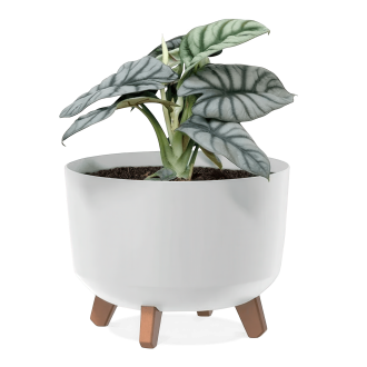 biała doniczka na nóżkach z liściastą rośliną w środku