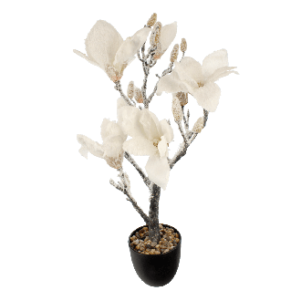 Drzewko magnolii śnieżnej w doniczce GLORIA, 56cm