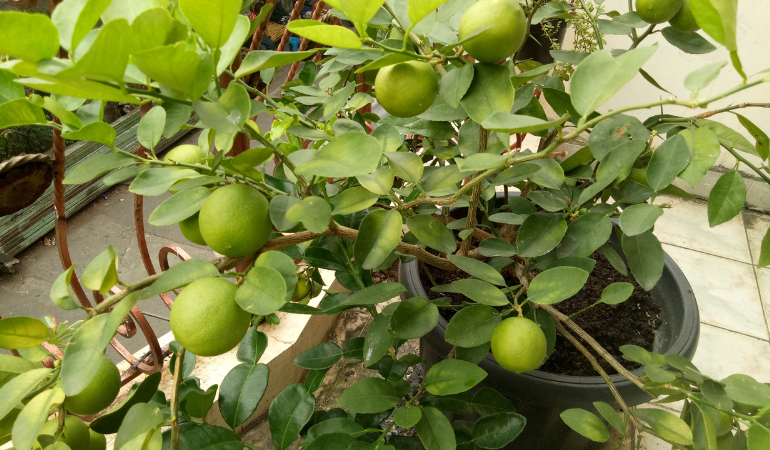 drzewo limonki z owocami w doniczce