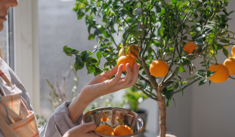kobieta zbierająca dojrzałe owoce z drzewa cytrusowego manadrynki 