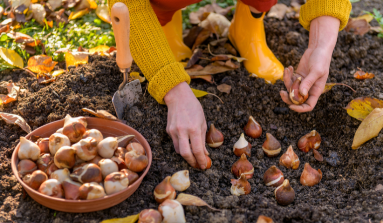 kobieta sadząca jesienią cebulki tulipan&oacute;w 