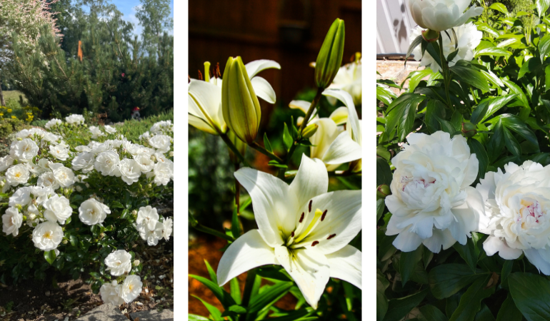 białe kwiaty do ogrodu 