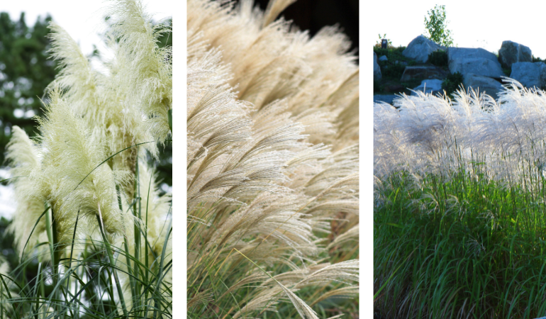 białe trawy ozdobne 