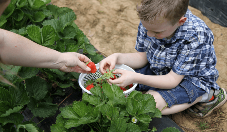 chłopiec zbierający z mamą truskawki z krzaczka 