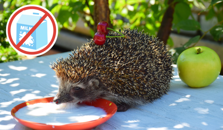 jeż pijący mleko z miseczki w ogrodzie 