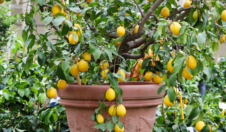 drzewo cytrusowe w donicy - cytryny 