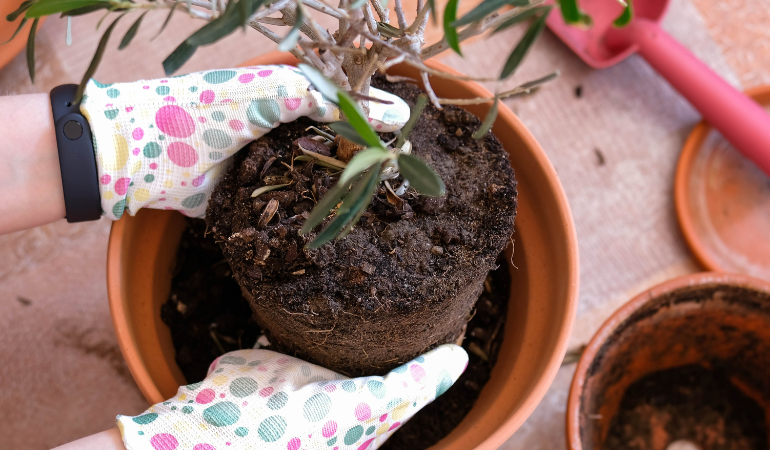 kobieta w kolorowych rękawiczkach przesadza drzewko oliwne do większej doniczki 