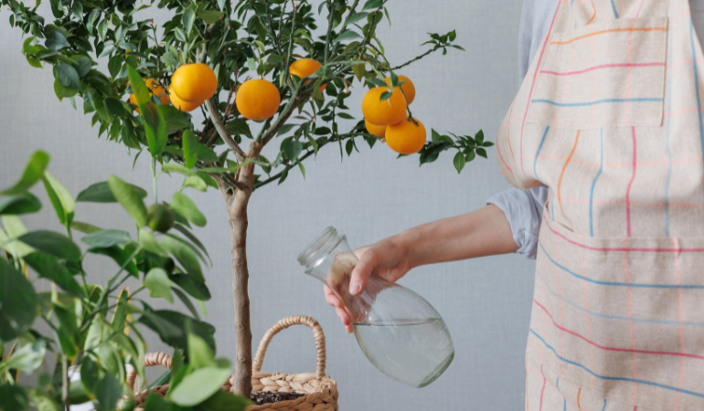 kobieta podlewająca drzewo cytrusowe w donicy