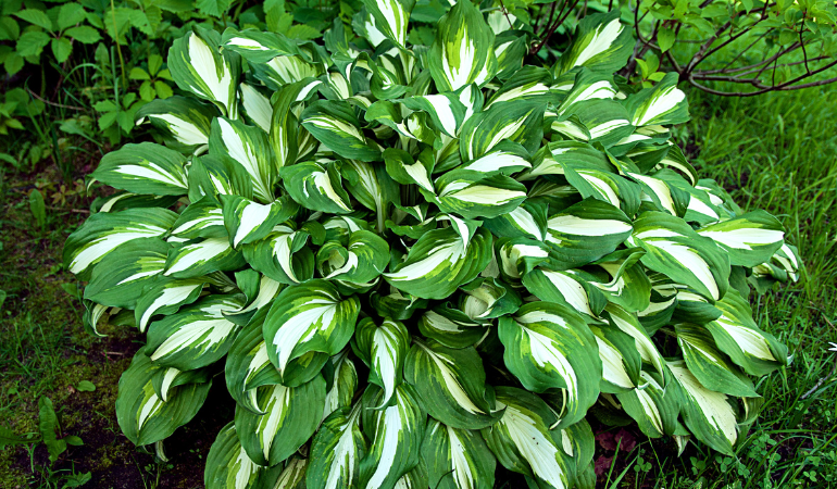 rośliny cieniolubne w ogrodzie 