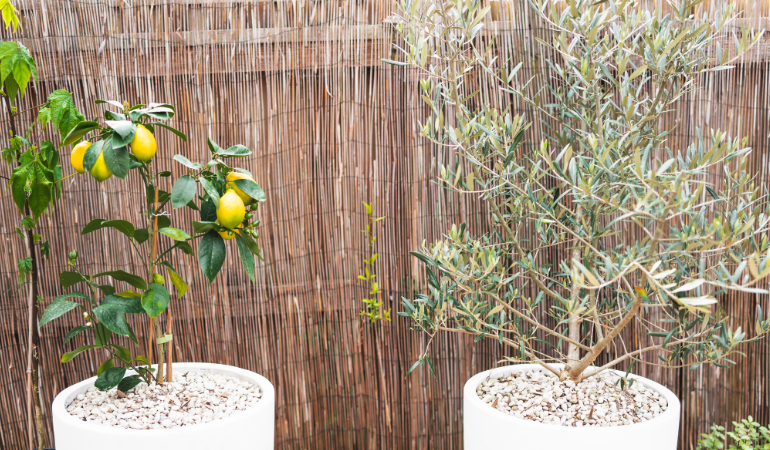 drzewko oliwne i cytrusowe w doniczkach w ogrodzie 
