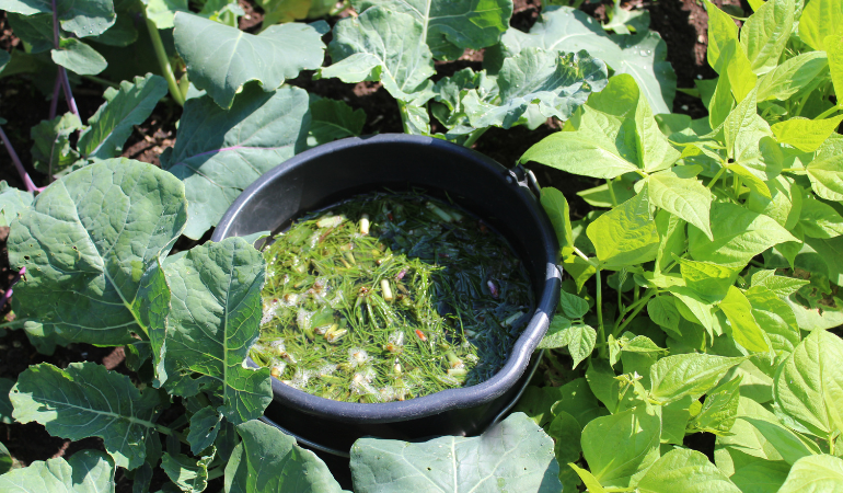 gnojówka ze skrzypu i pokrzywy