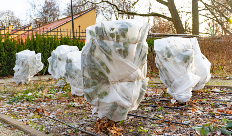 krzewy ozdobne przykrytę białą agrowł&oacute;lniną w celu zabezpieczenia przed zimnem