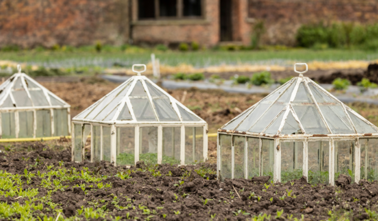 warzywa przykryte mini szklarniami 