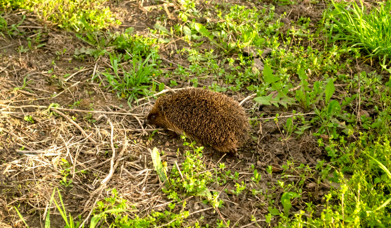 jeż w ogrodzie na zielonej trawie 