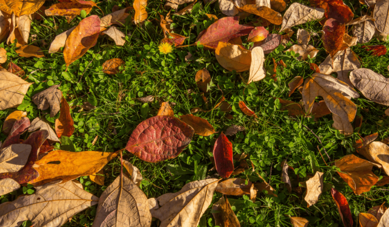 jesienne kolorowe liście na trawie 
