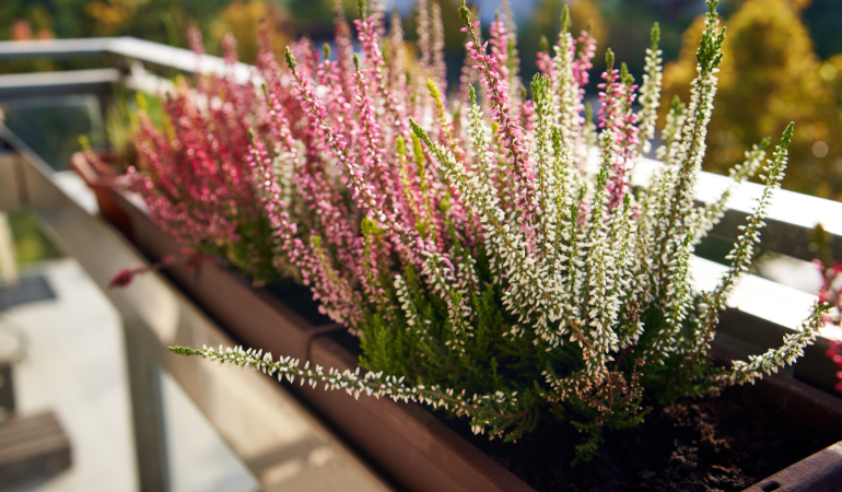 wrzosy w skrzynce na jesiennym balkonie