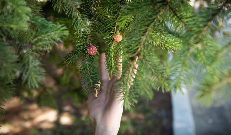 dłoń dziecka dotyka gałęzi jodły z młodymi szyszkami