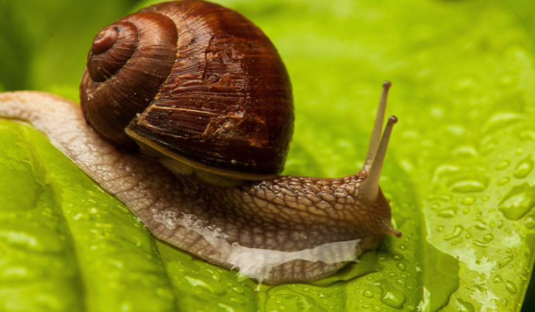 ślimak w ogrodzie na zielonym liściu 