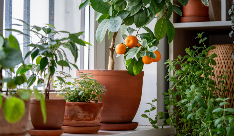 drzewo cytrusowe w donicy na parapecie w domu 