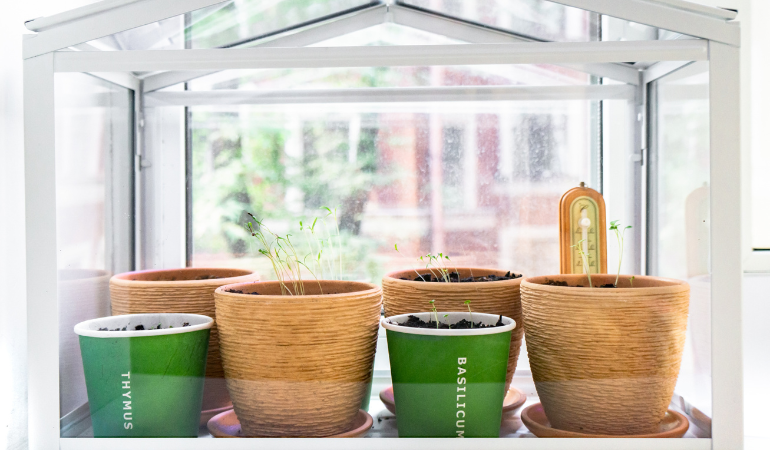 mini szklarnia na parapecie z doniczkami z kiełkującymi zniczami 