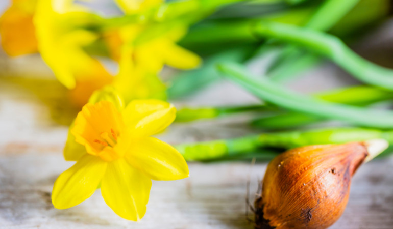 cebulki narcyz&oacute;w z kwiatem 