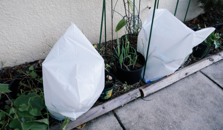 ochrona roślin przed mrozem 