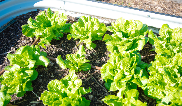 pielęgnacja sałaty w tunelu foliowm 