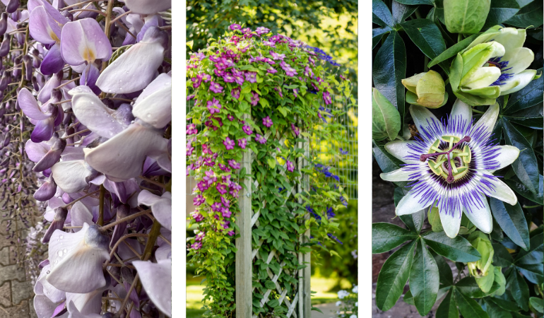 kwitnące pnącza na pergole, passiflora, clematis 