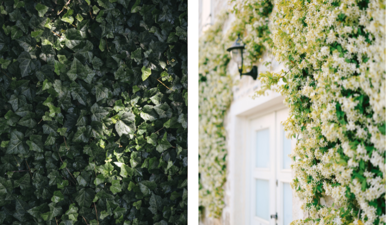 pnącza zielone na pergole na rośliny, bluszcz, jaśminowiec 