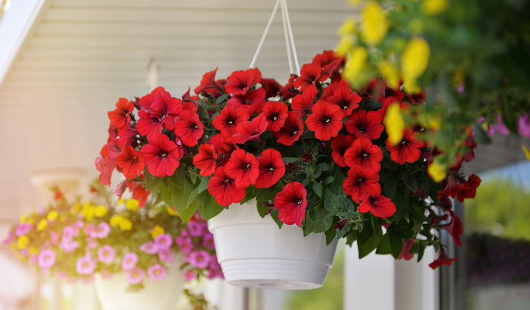 petunie w białych doniczkach powieszone na balkonie