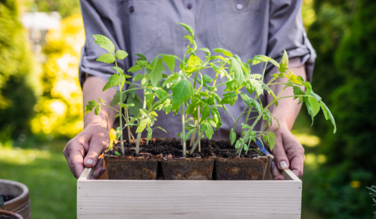 Ogrodniczka trzymająca sadzonkę pomidora w skrzynce gotową do zasadzenia w ogrodzie ekologicznym. Sadzenie i ogrodnictwo wiosną