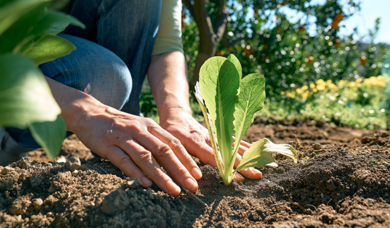 Ręce kobiety sadzącej młode sadzonki sałaty w glebi