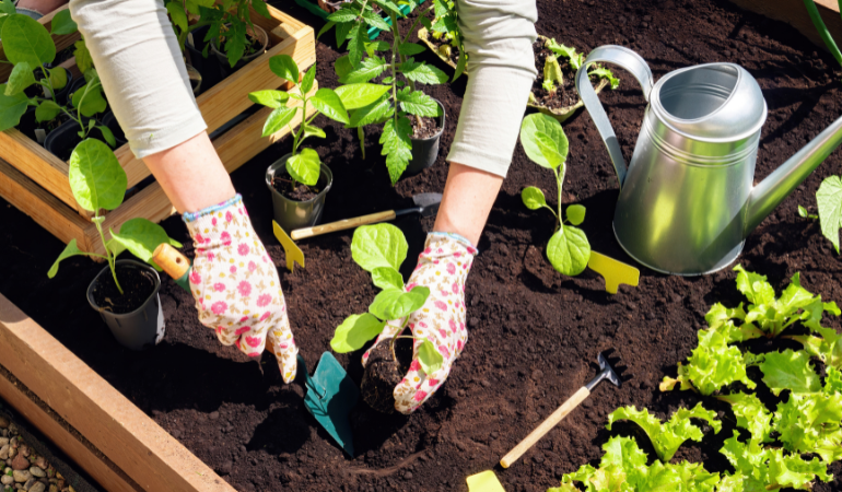 kobieta robiąca rozsady roślin w ogrodzie 