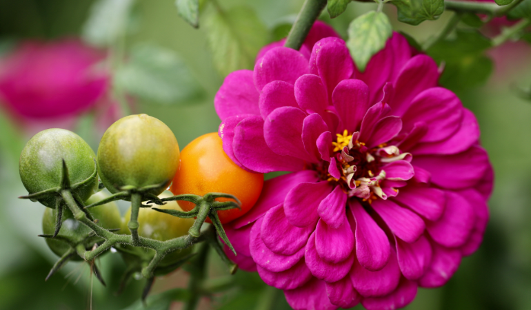 młode pmidory w sąsiedztwie nagietka 