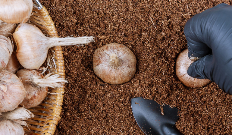 Sadzenie cebulek krokus&oacute;w w glebie. Rolnik w rękawiczkach sadzący szafran. Narzędzia ogrodnicze.