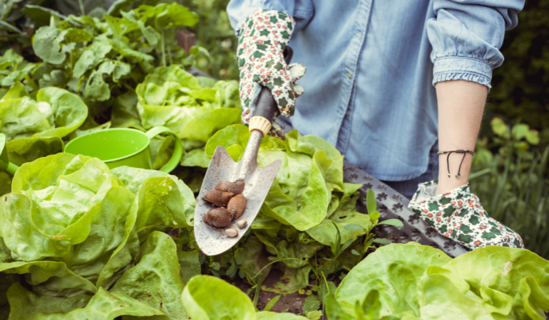 ogrodniczka ręcznie zbierająca ślimaki w ogrodzie 