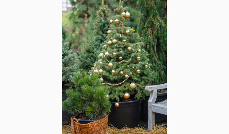 Choinka żywa: świerk, sosna, świerk w doniczkach.