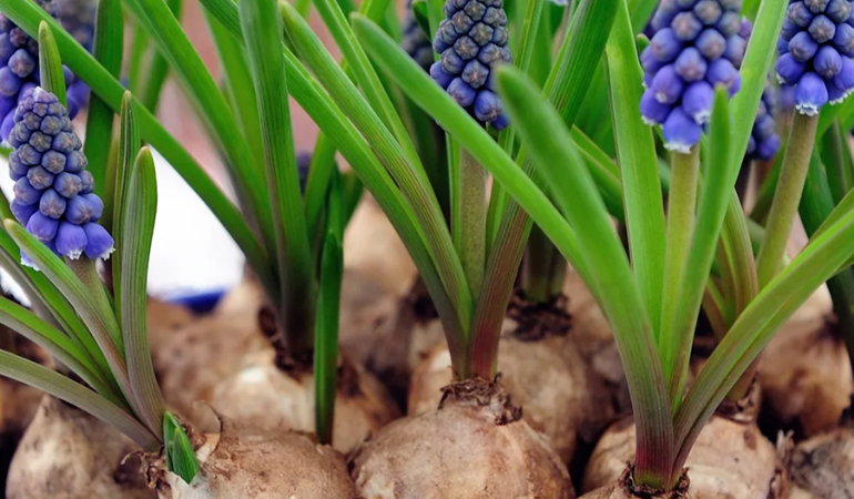 szafirki z cebulkami 