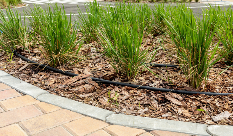 trawy ozdobne z systemem nawadniającym 