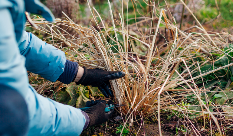 ogrodnik przycinający w rękawicach ogrodowych trawy ozdobne 