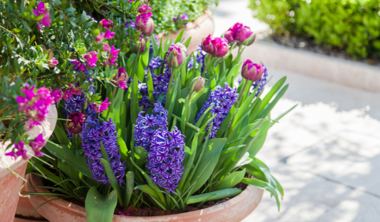 hiacynty i tulipany zasadzone w jednej doniczce 