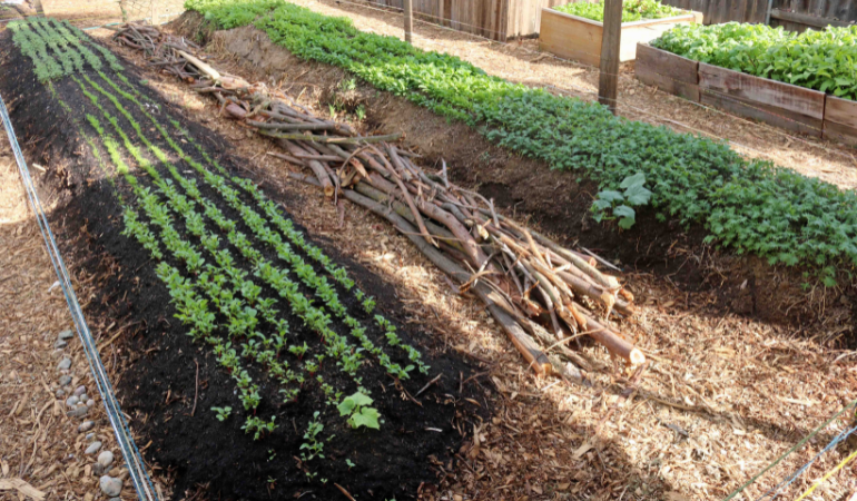 grządki uprawiane metodą hugelkulturową 