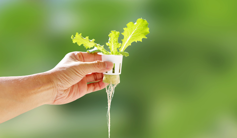 kobieca dłoń trzymająca sadzonkę sałaty 