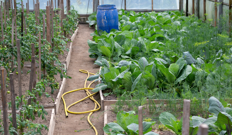 uprawa sałaty z innymi warzywami 
